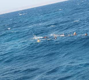 Schwimmen mit Delfinen