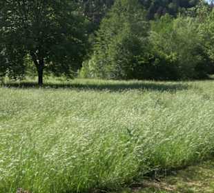 Kurpark Bad Niedernau