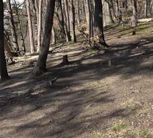 Hirschauer Spitzbergwegle (Premiumspazierwanderweg