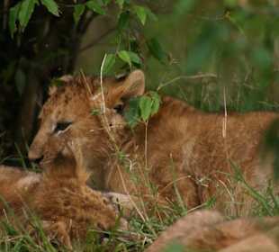 Ein Löwe frisst an einem Kill