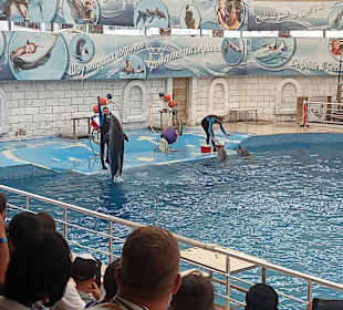 Delfinschwimmen 
