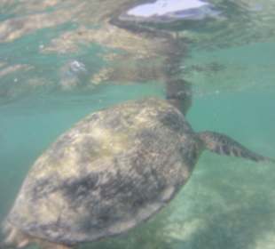 Schildkröte beim Auftauchen