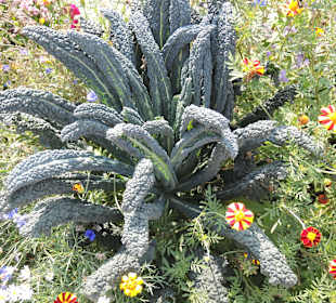 Sanssouci Schloss-/Schlossgartenimpression