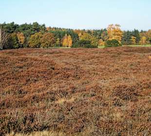 Herbststimmung am Pestruper Gräberfeld