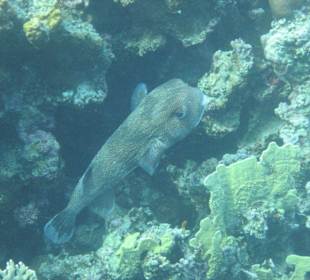 Чудище морское