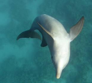 Delfintour 11.10.2013