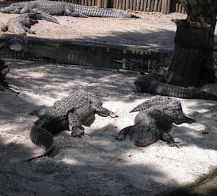 Alligator Farm