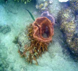 Das Hausriff Hotel Coral Cove Chalet