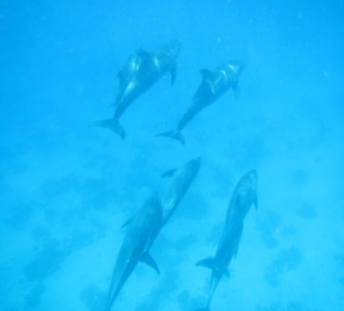 Delfinausflug Mai 2015