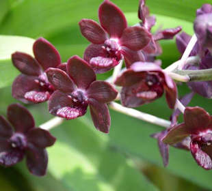 In den  Klongs - in einer Orchideenfarm