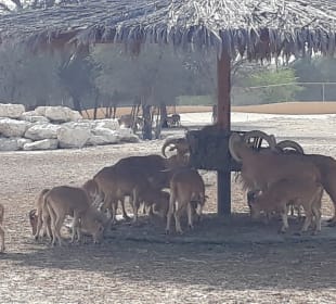 Al Areen Wildlife Park