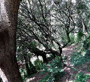 "Темные аллеи" И. бунина в Грассе