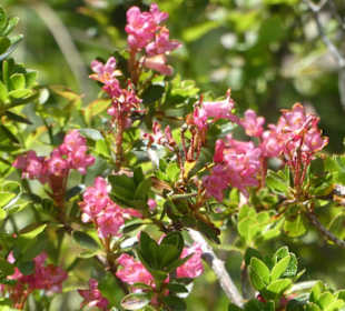 Schöne Wanderung Osterfelderkopf-Hochalm-Kreuzeck