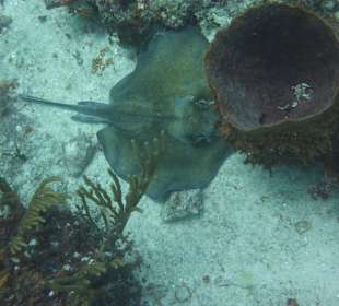 Stachelrochen beim Tauchen