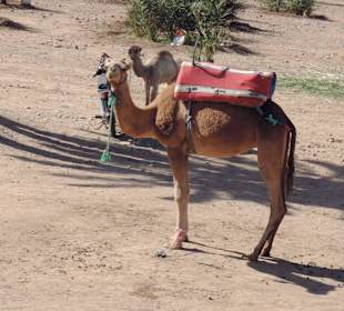 Wycieczka autobusem turystycznym po Marrakeszu