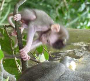 Gerade mal ein paar Tage alt,süß 