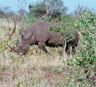 Nashorn im Hluhluwe Nationalpark