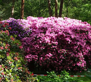 Hauptblüte im Rhododendronpark Bremen