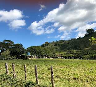 Tropical Beach Safari