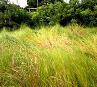Im Naturreservat von Bibione