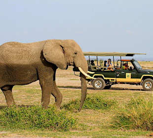 Auf Pirschfahrt mit Karibu Kenia Safaris