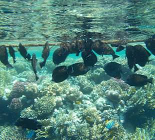 Unterwasserwelt Sharm el Naga 