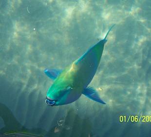 Papageifisch