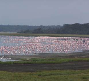 Am Lake Nakuro