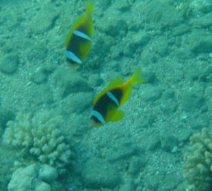 Schnorcheln am Hausriff Hotel Happy Life Village