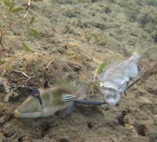 Qualvolles Sterben im Naturschutzgebiet