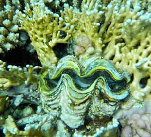 Schnorcheln Abu Dabab