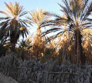 Palmenoase und Kutschfahrt