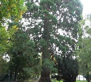 Mammutbaum im Stadtgarten
