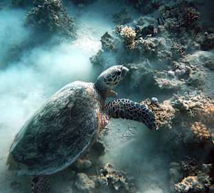 Wasserschildkröte am Hausriff des Hotels Sol y Mar