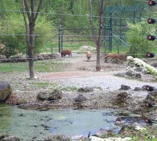 Südamerika Bereich - Pinselohrschweine