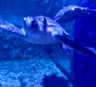 Hurghada Grand Aquarium