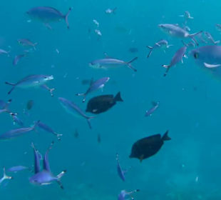 Schnorcheln Marsa Alam