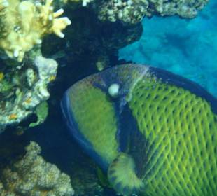 Riesendrückerfisch oder Titandrückerfisch