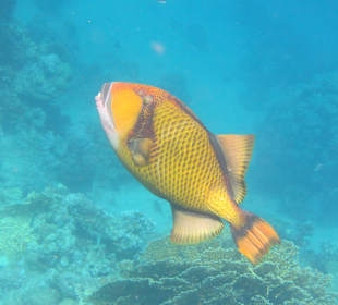 Coraya Bay, Marsa Alam, Riesendrücker