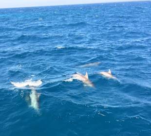 Dolphin House Aqua Center