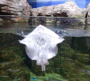 National Aquarium Malta