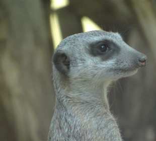 Erdmännchen hält Wache