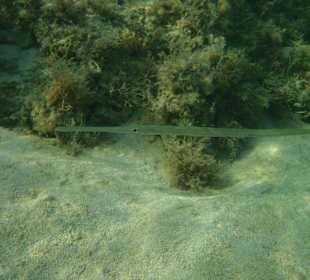 Unterwasserwelt Hausriff