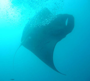 Manta Rochen