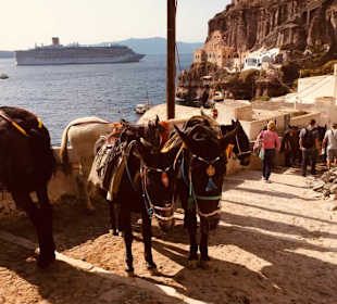 Tierquälerei Santorin