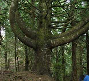 Queimadas/Caldeirão Verde