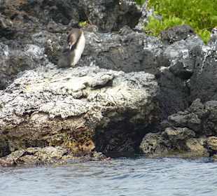 Ein einzelner Pinguin