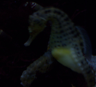 Aquarium Berlin