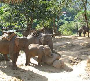 Elephantencamp