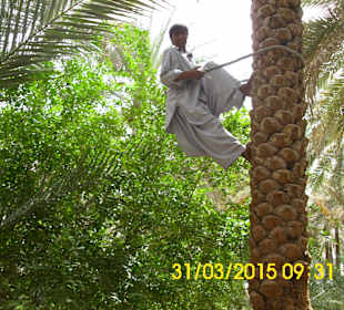 Hili Park / Dattelernte